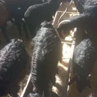 بز و بز غاله|حیوانات مزرعه|بیستون, |دیوار