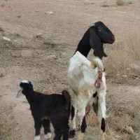 بزوبزغاله نجدی شیری