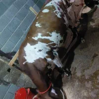 گاو ۸ ماه شکم