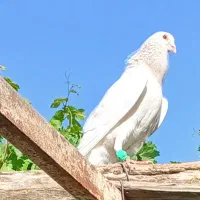 کبوتر|پرنده|نیشابور, جمهوری|دیوار