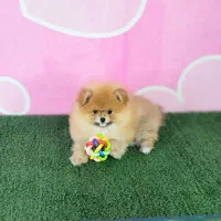 پامر،پامرانین،پامر خرسی|سگ|اصفهان, امیرعرب|دیوار