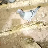 کفتر|پرنده|مود, |دیوار