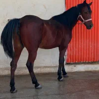 اسب|اسب و تجهیزات اسب‌سواری|اهواز, زردشت|دیوار