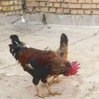 مرغ و خروس۱|حیوانات مزرعه|باوی, |دیوار