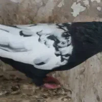 سین دم‌سیاه سینه ای و تخم|پرنده|قم, شاه احمد قاسم|دیوار
