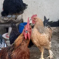 جوجه ۵ ماهه
