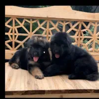 سگ، توله ژرمن