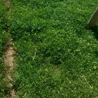 فروش نهال گوجه فرنگی