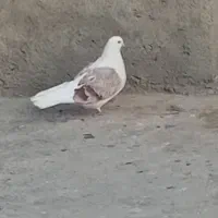 کبوتر دوکت نو ریز