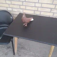 ماده سرخ دم سفید