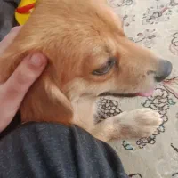 فروش سگ|سگ|مرودشت, ثبت احوال|دیوار