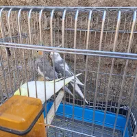 عروس هلندی وات فیس