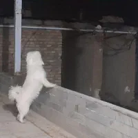 فروش دو عدد پاپی یکی شیبابا یکی شیتزو|سگ|بابا حیدر, |دیوار