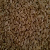 گندم بذری پیشگام