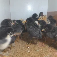 جوجه گلین ولری ریشی  در هم