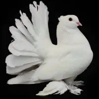 کبوتر کله ابر و دم چتری