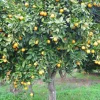 کارگرساده برای چیدن پرتغال|استخدام خدمات فروشگاه و رستوران|چابکسر, |دیوار