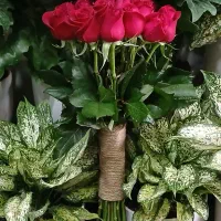 گل رز هلندی محصول باکیفیت|گل و گیاه طبیعی|تهران, نیلوفر|دیوار