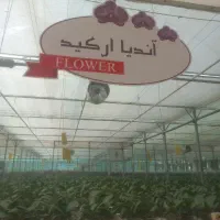 کارگر خدماتی خانم و آشپزی