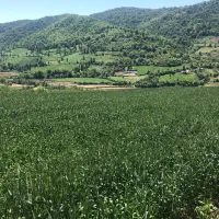 زمین کشاورزی