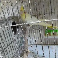 طوطی عروس ومرغ عشق