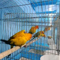 خورشیدی ملنگو شاه راهب میخرم پرندگان شما را|پرنده|شیراز, لب آب|دیوار