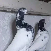 کبوتر پاکستانی|پرنده|اصفهان, ارغوانیه|دیوار