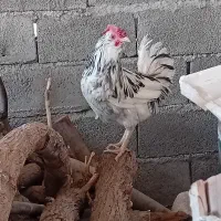 خروس گلین اصل