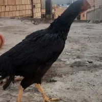 مرغ لاری مشکی|حیوانات مزرعه|خاوران, |دیوار