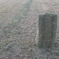 یونجه گوسفندی