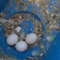 مرغ عشق و تخم جوجه|پرنده|بیرجند, |دیوار