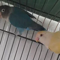 کوتوله نروماده