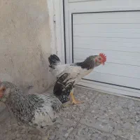 مرغ وخروس