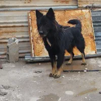 سگ نگهبان ژرمن