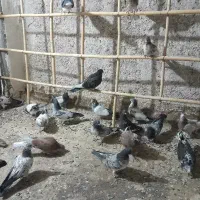 کبوتر درجه یک( جوجه)|پرنده|آران و بیدگل, |دیوار