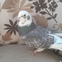 کفترهای پرشی و بازیدار|پرنده|اسکو, |دیوار