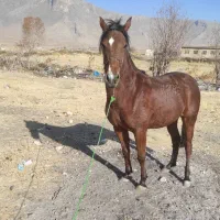 فروش‌مادیان|اسب و تجهیزات اسب‌سواری|صحنه, |دیوار