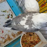 عروس هلندی ماده البینو دوکت مولد کارداده|پرنده|کوهدشت, |دیوار