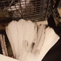 کبوتر‌نر‌‌درشت|پرنده|ابهر, |دیوار