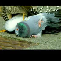 سهره نر  مست مست نوک سفید بای سهره ماده