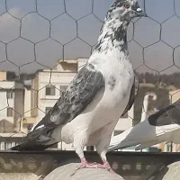 3طوق کبوتر پرشی ماده