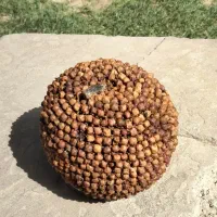 سیب میخک کوب (سیب عشق) ، هدیه، کادو