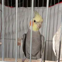 عروس هلندی نرو ماده