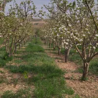 باغ ۴۰۰۰ متری در روستای ده سرخ سد کارده|فروش زمین و ملک کلنگی|مشهد, کلاهدوز|دیوار