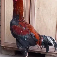 مرغ و خروس لاری