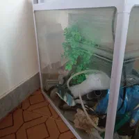 آکواریوم|ماهی|سنندج, |دیوار