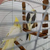 عروس هلندی زیبا و دستی