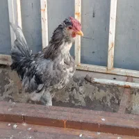 خروس‌گلین‌جوان|حیوانات مزرعه|اقبالیه, |دیوار