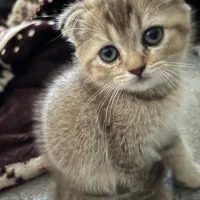 گربه اسکاتیش|گربه|شیراز, انجیر|دیوار