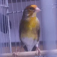 سره قناری چونه سفید مست